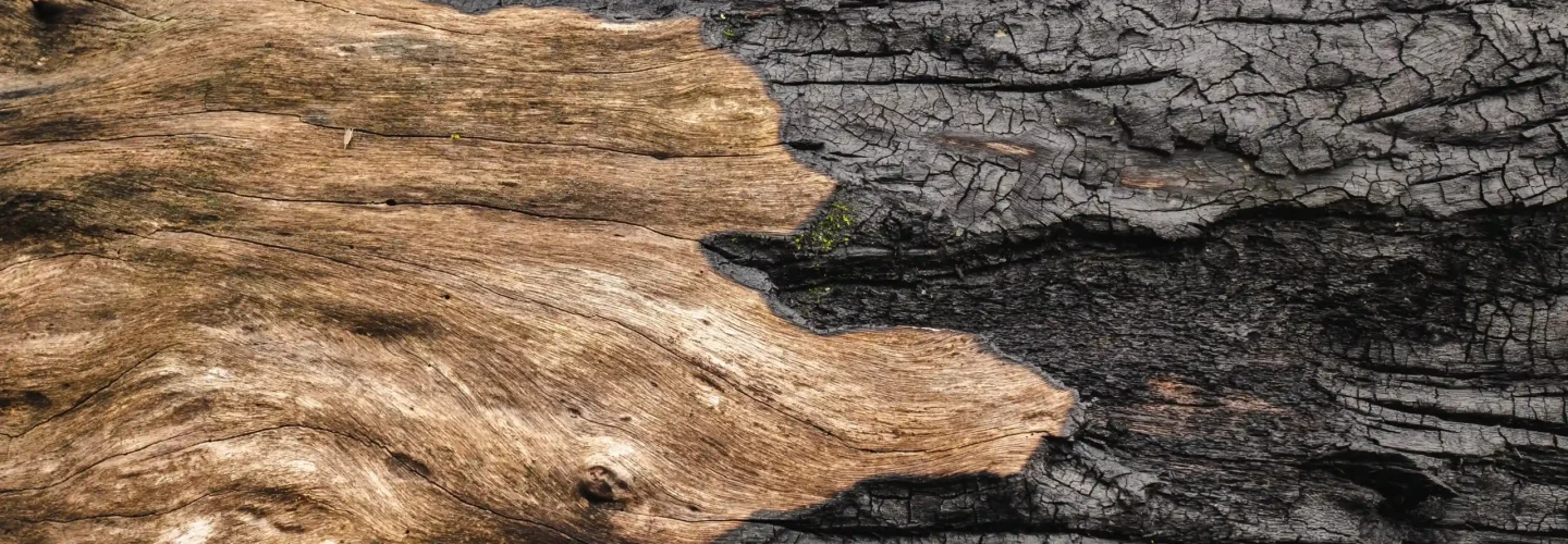 full-frame-shot-tree-trunk
